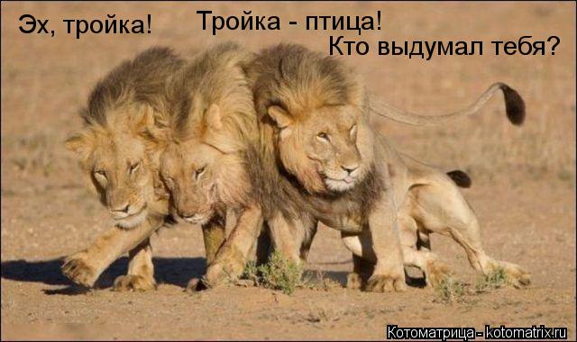 Эх, тройка! Тройка - птица! Кто выдумал тебя?... Котоматрица: Эх, тройка! Тройка - птица! Кто выдумал тебя?