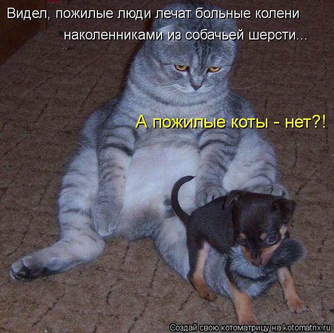 Видел, пожилые люди лечат больные колени наколенниками из собачьей шерсти... А пожилые коты - нет?!... Котоматрица: Видел, пожилые люди лечат больные колени наколенниками из собачьей шерсти... А пожилые коты - нет?!