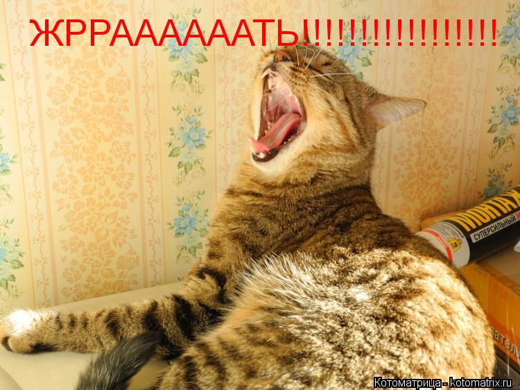 ЖРРААААААТЬ!!!!!!!!!!!!!!!!!... Котоматрица: ЖРРААААААТЬ!!!!!!!!!!!!!!!!!