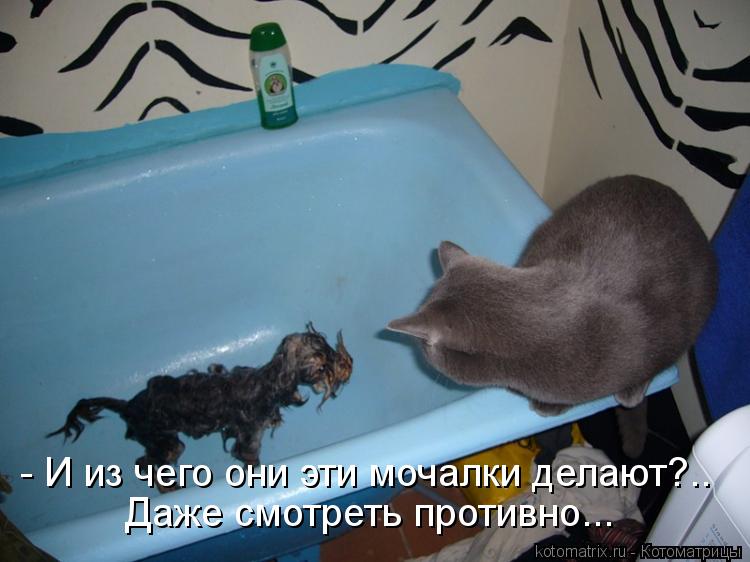 Котоматрица: - И из чего они эти мочалки делают?.. Даже смотреть противно...