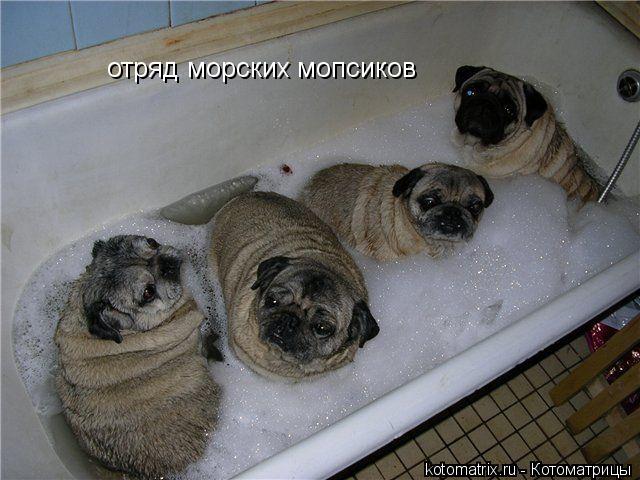 отряд морских мопсиков... Котоматрица: отряд морских мопсиков