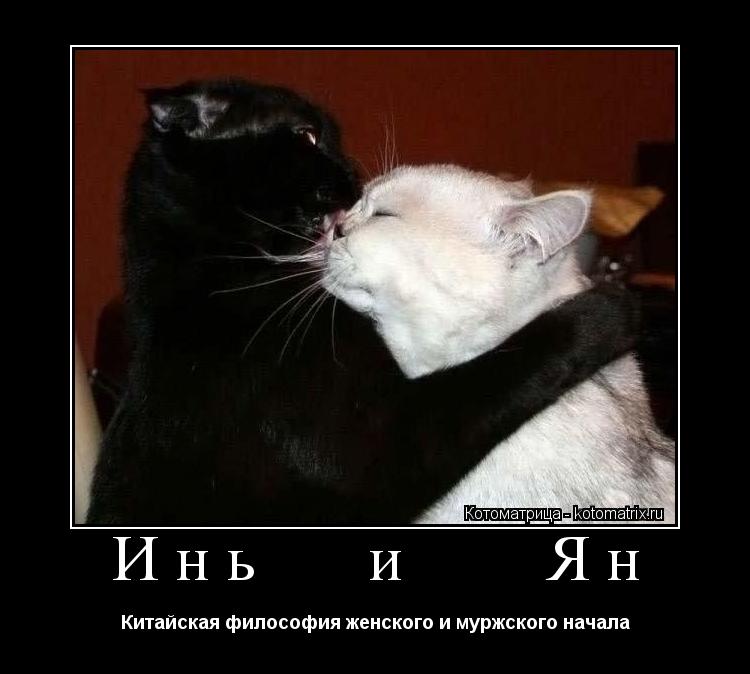 Инь и Ян Китайская философия женского и муржского начала... Котоматрица: Инь и Ян Китайская философия женского и муржского начала