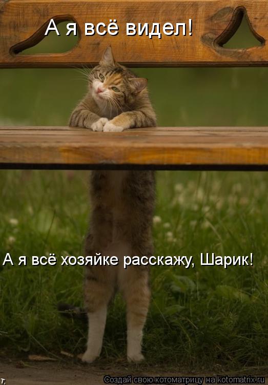 А я всё видел! А я всё хозяйке расскажу, Шарик!... Котоматрица: А я всё видел! А я всё хозяйке расскажу, Шарик!
