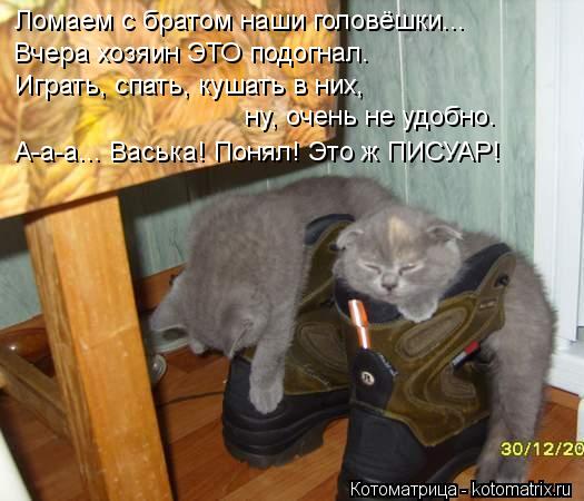 Котоматрица: Ломаем с братом наши головёшки... Вчера хозяин ЭТО подогнал. Играть, спать, кушать в них, ну, очень не удобно. А-а-а... Васька! Понял! Это ж ПИСУАР