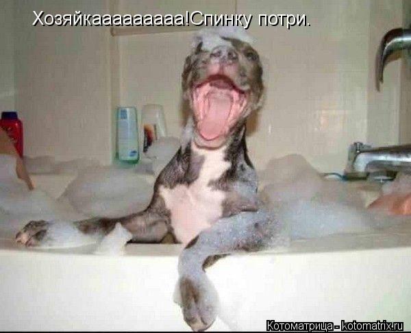 Хозяйкааааааааа!Спинку потри.... Котоматрица: Хозяйкааааааааа!Спинку потри.