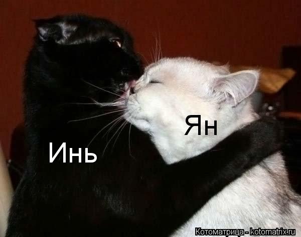 Инь Ян... Котоматрица: Инь Ян