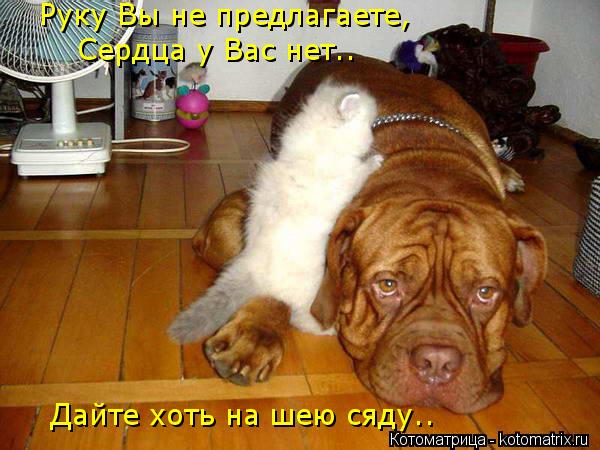 Руку Вы не предлагаете, Сердца у Вас нет.. Дайте хоть на шею сяду..... Котоматрица: Руку Вы не предлагаете, Сердца у Вас нет.. Дайте хоть на шею сяду..