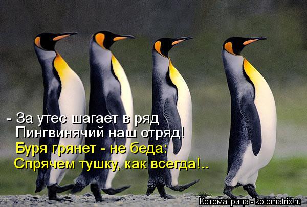 - За утес шагает в ряд Пингвинячий наш отряд! Буря грянет - не беда: Спрячем тушку, как всегда!..... Котоматрица: - За утес шагает в ряд Пингвинячий наш отряд! Буря грянет - не беда: Спрячем тушку, как всегда!..