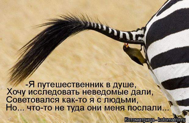 Котоматрица: -Я путешественник в душе, Хочу исследовать неведомые дали, Советовался как-то я с людьми, Но... что-то не туда они меня послали...