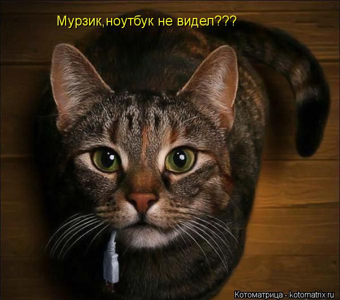 Мурзик,ноутбук не видел???... Котоматрица: Мурзик,ноутбук не видел???