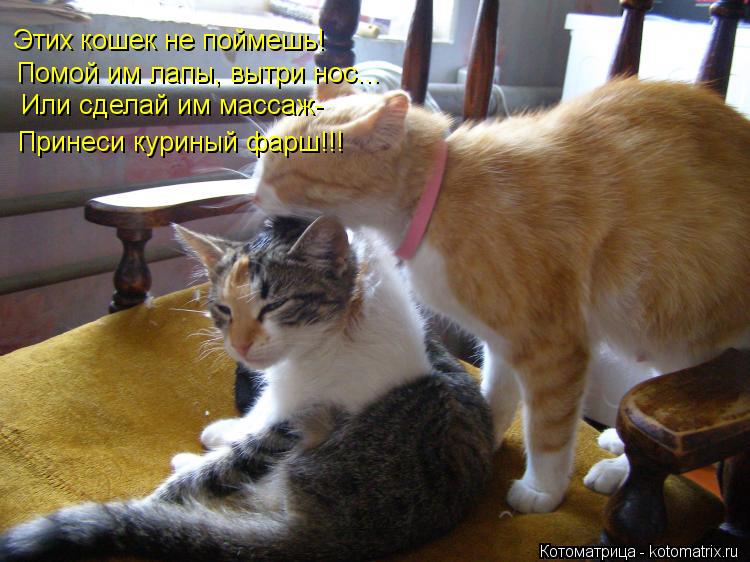 Что значит когда кот делает массаж Что значит когда кот делает массаж