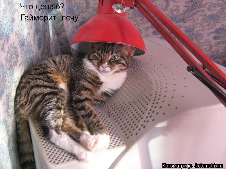 Что делаю? Гайморит лечу.... Котоматрица: Что делаю? Гайморит лечу.