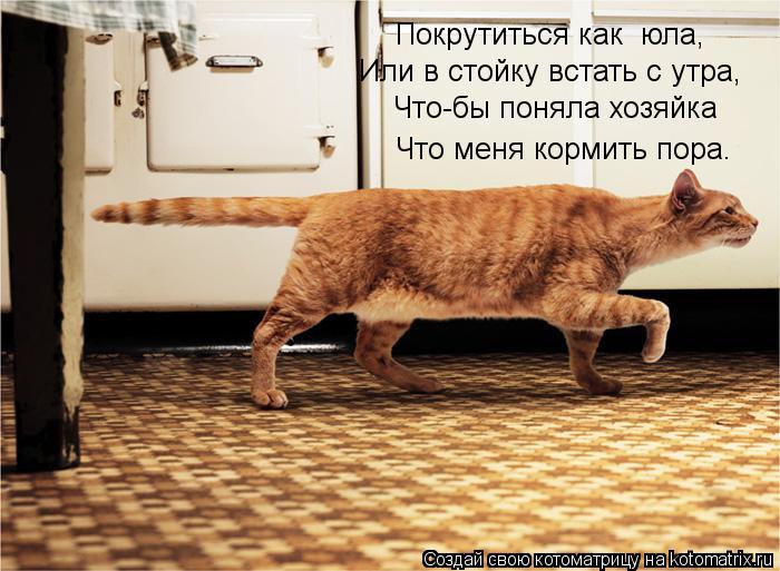 Котоматрица: Покрутиться как  юла, Или в стойку встать с утра, Что-бы поняла хозяйка Что меня кормить пора.