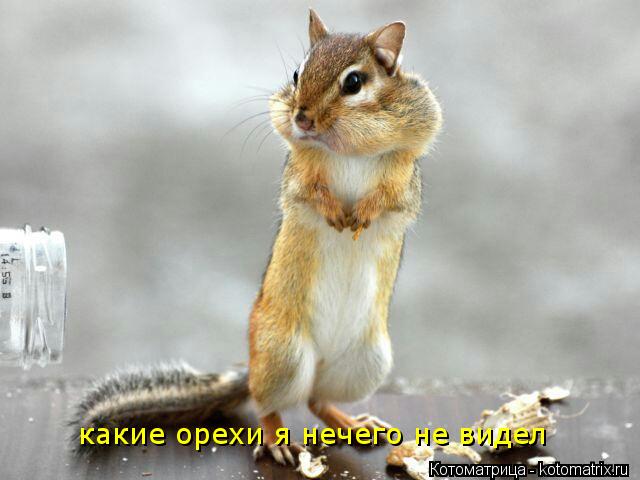 какие орехи я нечего не видел... Котоматрица: какие орехи я нечего не видел