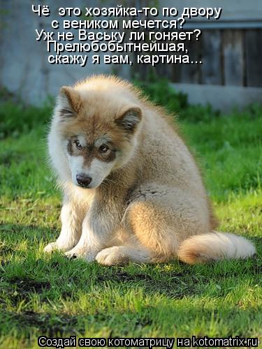 Чё это хозяйка-то по двору с веником мечется? Уж не Ваську ли гоняет? Прелюбобытнейшая, скажу я вам,... Котоматрица: Чё это хозяйка-то по двору с веником мечется? Уж не Ваську ли гоняет? Прелюбобытнейшая, скажу я вам, картина...