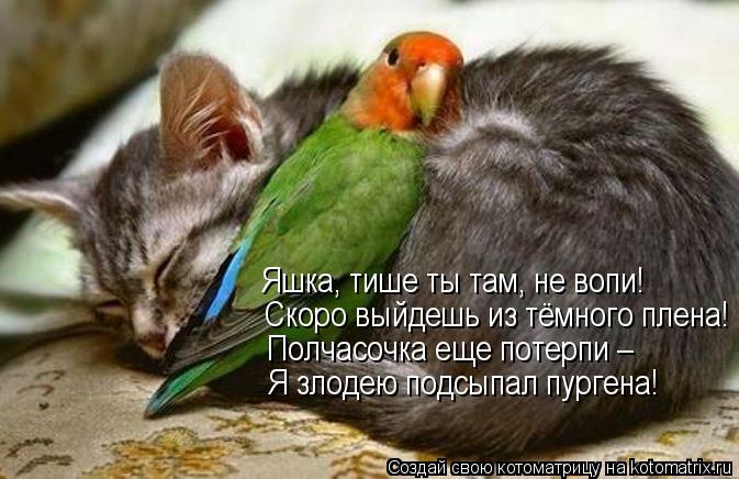 Яшка, тише ты там, не вопи! Скоро выйдешь из тёмного плена! Полчасочка еще потерпи – Я злодею подсыпа... Котоматрица: Яшка, тише ты там, не вопи! Скоро выйдешь из тёмного плена! Полчасочка еще потерпи – Я злодею подсыпал пургена!