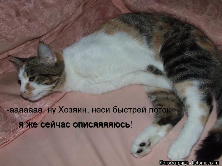 -ааааааа, ну Хозяин, неси быстрей лоток я же сейчас описяяяяюсь я же сейчас описяяяяюсь!... Котоматрица: -ааааааа, ну Хозяин, неси быстрей лоток я же сейчас описяяяяюсь я же сейчас описяяяяюсь!