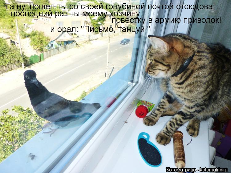 Котоматрица: а ну, пошел ты со своей голубиной почтой отсюдова! последний раз ты моему хозяину  повестку в армию приволок! и орал: "Письмо, танцуй!"