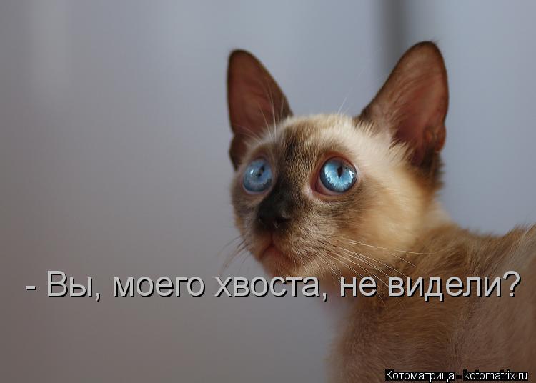 - Вы, моего хвоста, не видели?... Котоматрица: - Вы, моего хвоста, не видели?