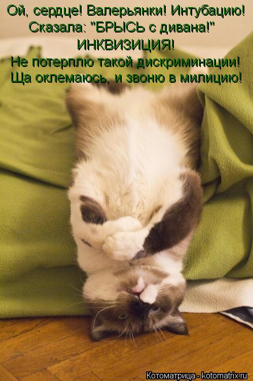 Ой, сердце! Валерьянки! Интубацию! Сказала: "БРЫСЬ с дивана!" ИНКВИЗИЦИЯ! Не потерплю такой дискри... Котоматрица: Ой, сердце! Валерьянки! Интубацию! Сказала: "БРЫСЬ с дивана!" ИНКВИЗИЦИЯ! Не потерплю такой дискриминации! Ща оклемаюсь, и звоню в милицию!