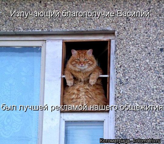 Излучающий благополучие Василий был лучшей рекламой нашего общежития!... Котоматрица: Излучающий благополучие Василий был лучшей рекламой нашего общежития!