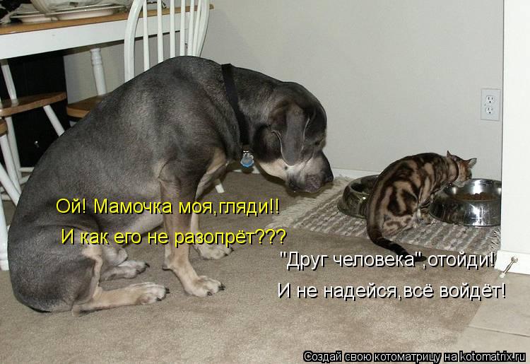 Ой! Мамочка моя,гляди!! И как его не разопрёт??? "Друг человека",отойди! И не надейся,всё войдёт!... Котоматрица: Ой! Мамочка моя,гляди!! И как его не разопрёт??? "Друг человека",отойди! И не надейся,всё войдёт!