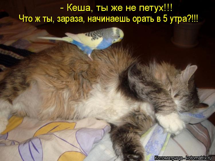 - Кеша, ты же не петух!!! Что ж ты, зараза, начинаешь орать в 5 утра?!!!... Котоматрица: - Кеша, ты же не петух!!! Что ж ты, зараза, начинаешь орать в 5 утра?!!!