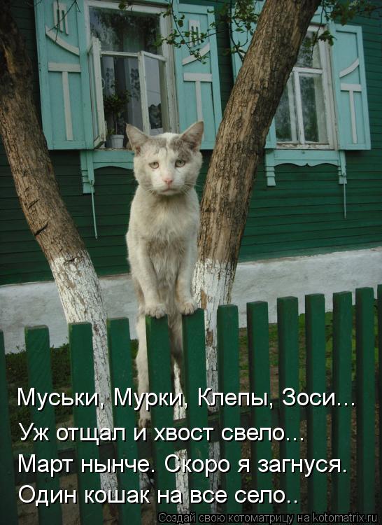 Муськи, Мурки, Клепы, Зоси... Уж отщал и хвост свело... Март нынче. Скоро я загнуся. Один кошак на вс... Котоматрица: Муськи, Мурки, Клепы, Зоси... Уж отщал и хвост свело... Март нынче. Скоро я загнуся. Один кошак на все село..