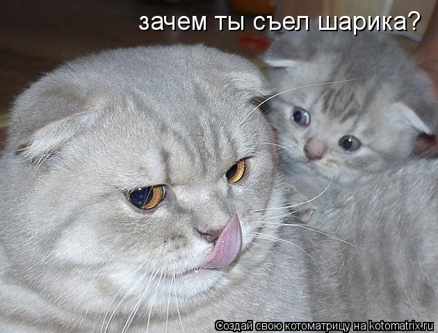 зачем ты съел шарика?... Котоматрица: зачем ты съел шарика?
