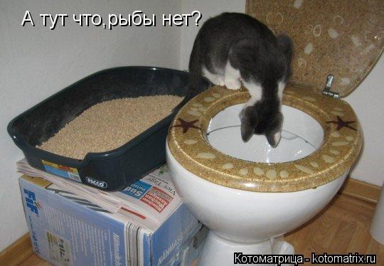 А тут что,рыбы нет?... Котоматрица: А тут что,рыбы нет?