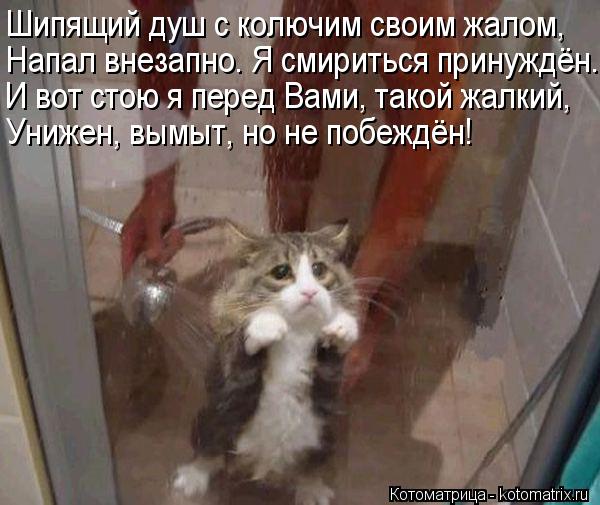 Шипящий душ c колючим своим жалом, Напал внезапно. Я смириться принуждён. И вот стою я перед Вами, та... Котоматрица: Шипящий душ c колючим своим жалом, Напал внезапно. Я смириться принуждён. И вот стою я перед Вами, такой жалкий, Унижен, вымыт, но не побеждён!