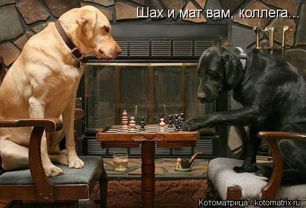 Котоматрица: Шах и мат вам, коллега...
