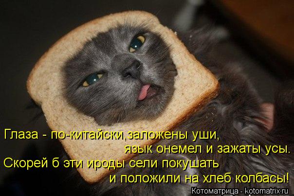 Глаза - по-китайски,заложены уши, язык онемел и зажаты усы. Скорей б эти ироды сели покушать и полож... Котоматрица: Глаза - по-китайски,заложены уши, язык онемел и зажаты усы. Скорей б эти ироды сели покушать и положили на хлеб колбасы!