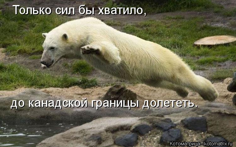 Только сил бы хватило, до канадской границы долететь.... Котоматрица: Только сил бы хватило, до канадской границы долететь.