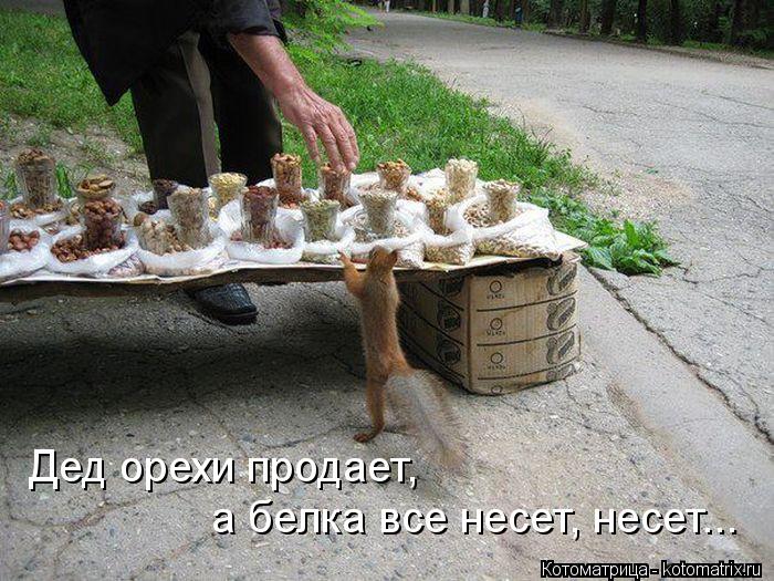 Дед орехи продает, а белка все несет, несет...... Котоматрица: Дед орехи продает, а белка все несет, несет...