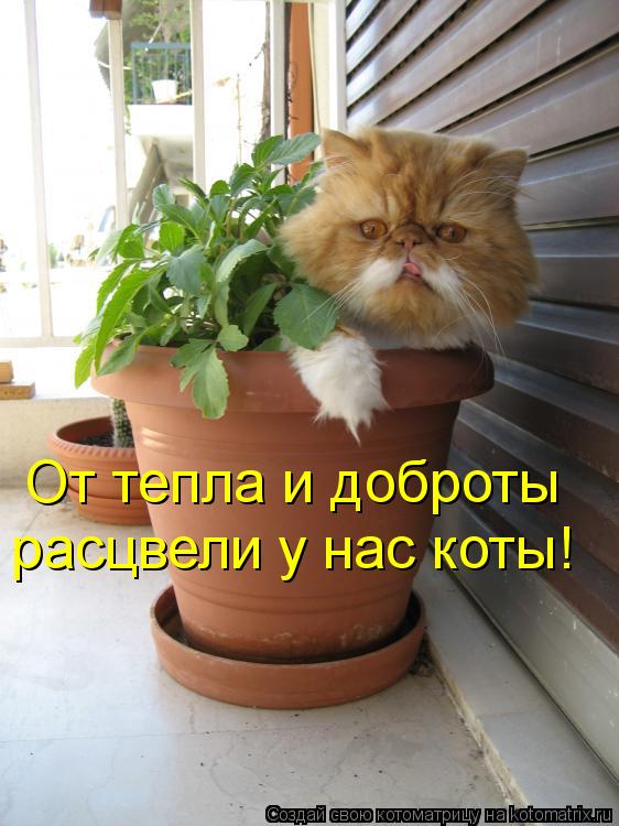 От тепла и доброты расцвели у нас коты!... Котоматрица: От тепла и доброты расцвели у нас коты!