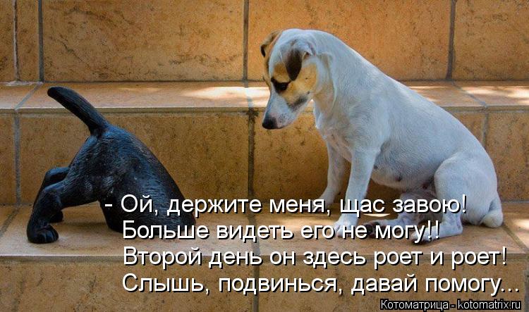 - Ой, держите меня, щас завою! Больше видеть его не могу!! Второй день он здесь роет и роет! Слышь, п... Котоматрица: - Ой, держите меня, щас завою! Больше видеть его не могу!! Второй день он здесь роет и роет! Слышь, подвинься, давай помогу...