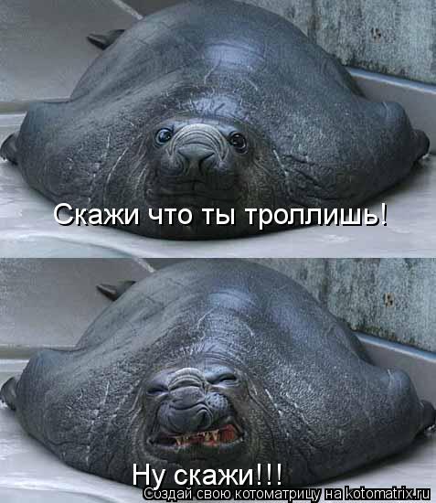 Скажи что ты троллишь! Ну скажи!!!... Котоматрица: Скажи что ты троллишь! Ну скажи!!!