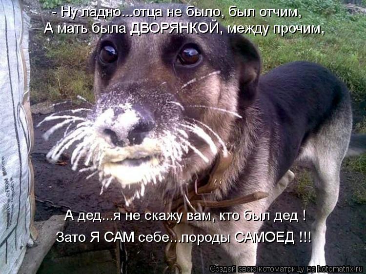 А мать была ДВОРЯНКОЙ, между прочим, - Ну ладно...отца не было, был отчим, А дед...я не скажу вам, кт... Котоматрица: А мать была ДВОРЯНКОЙ, между прочим, - Ну ладно...отца не было, был отчим, А дед...я не скажу вам, кто был дед ! Зато Я САМ себе...породы САМОЕД !!!