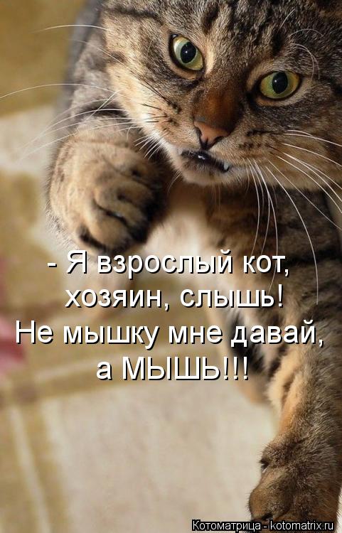Котоматрица: - Я взрослый кот, хозяин, слышь! Не мышку мне давай, а МЫШЬ!!!