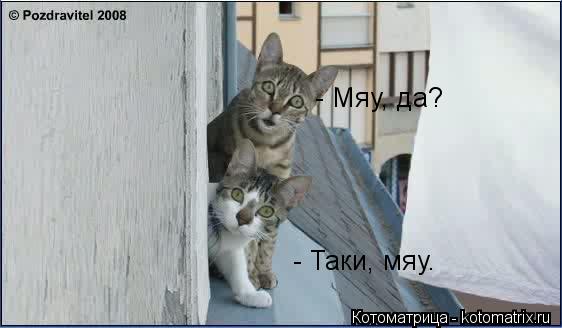 - Таки, мяу. - Мяу, да?... Котоматрица: - Таки, мяу. - Мяу, да?