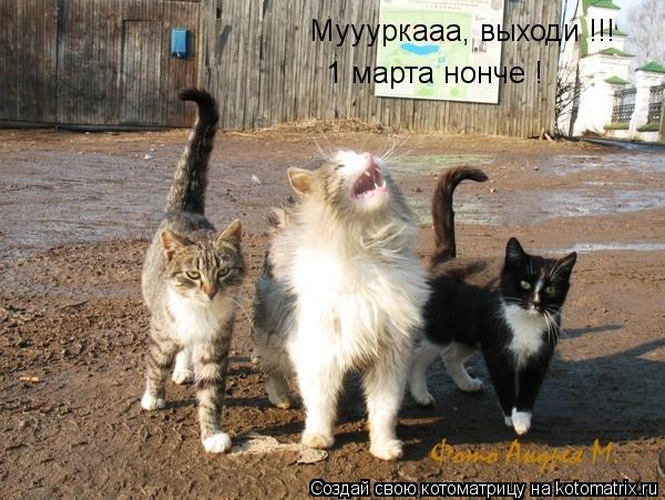 Котоматрица: Муууркааа, выходи !!!  1 марта нонче !
