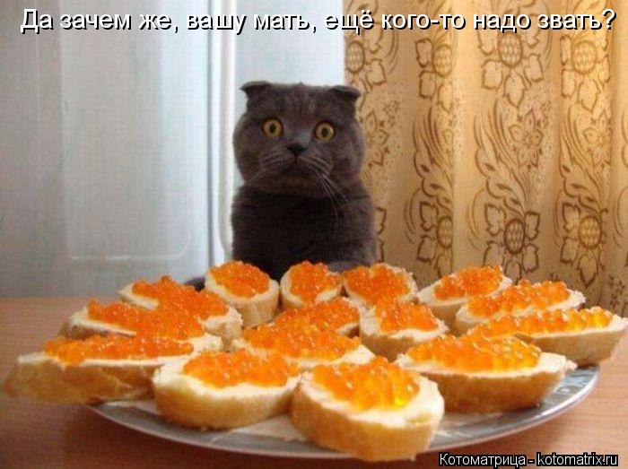 Котоматрица: Да зачем же, вашу мать, ещё кого-то надо звать?