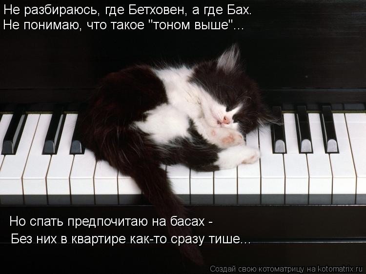 Котоматрица: Не разбираюсь, где Бетховен, а где Бах.  Не понимаю, что такое "тоном выше"... Но спать предпочитаю на басах -  Без них в квартире как-то сразу ти