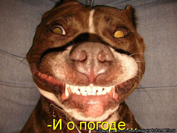 -И о погоде...... Котоматрица: -И о погоде...