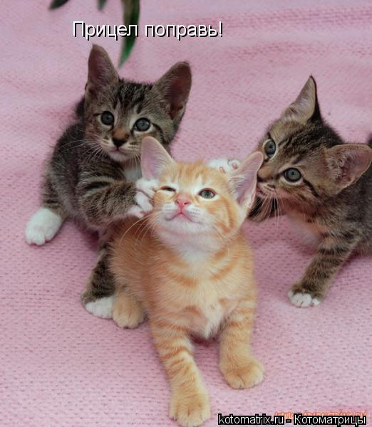 Котоматрица: Прицел поправь!