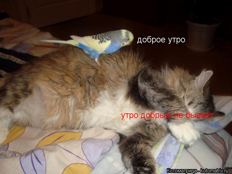 Котоматрица: доброе утро утро добрым не бывает