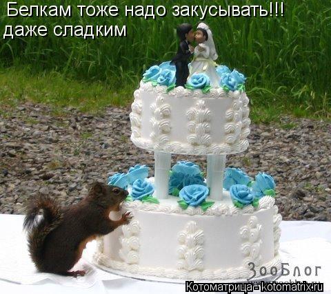 Белкам тоже надо закусывать!!! даже сладким... Котоматрица: Белкам тоже надо закусывать!!! даже сладким