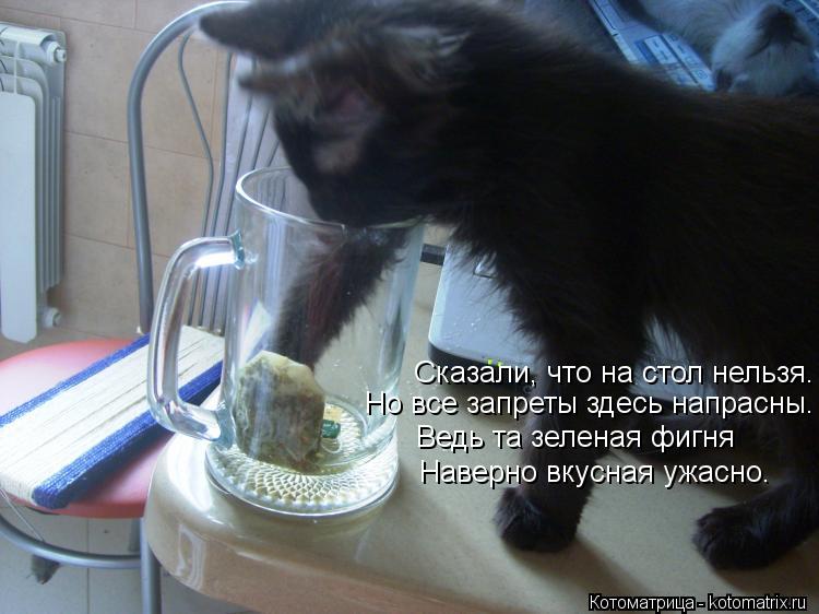 Котоматрица: Сказали, что на стол нельзя. Но все запреты здесь напрасны. Ведь та зеленая фигня Наверно вкусная ужасно.