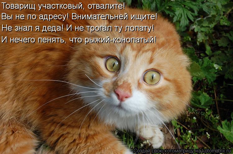 Котоматрица: Товарищ участковый, отвалите! Не знал я деда! И не трогал ту лопату! И нечего пенять, что рыжий-конопатый! Вы не по адресу! Внимательней ищите!